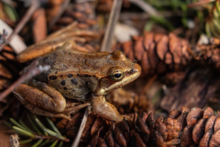 Alaskan wood frog, Wasilla, Alaska
