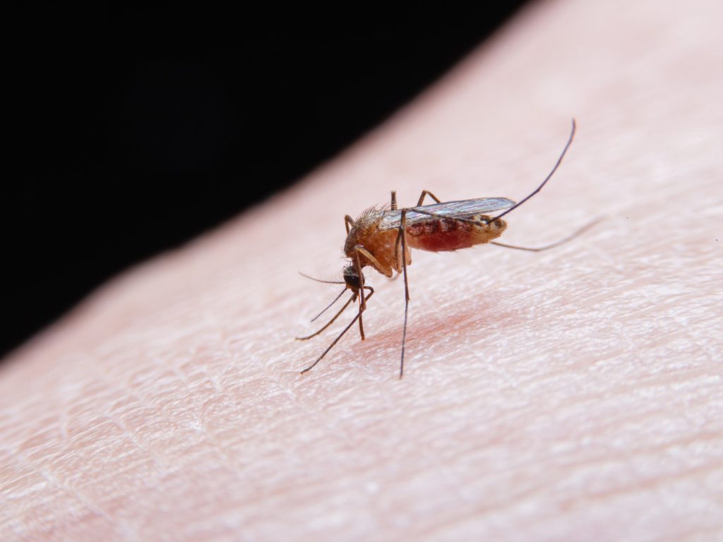 معدلات قياسية للأمراض المنقولة عبر البعوض في أوروبا