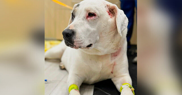 الكلب يحارب اثنين من الدببة لإنقاذ صديق الكلاب