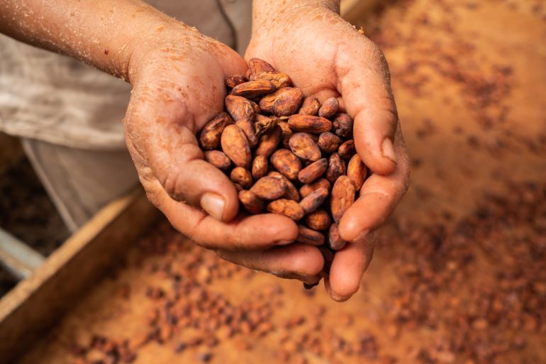 Cacao beans laid out to dry in Mexico. Photographer: Mauricio Palos/Bloomberg
