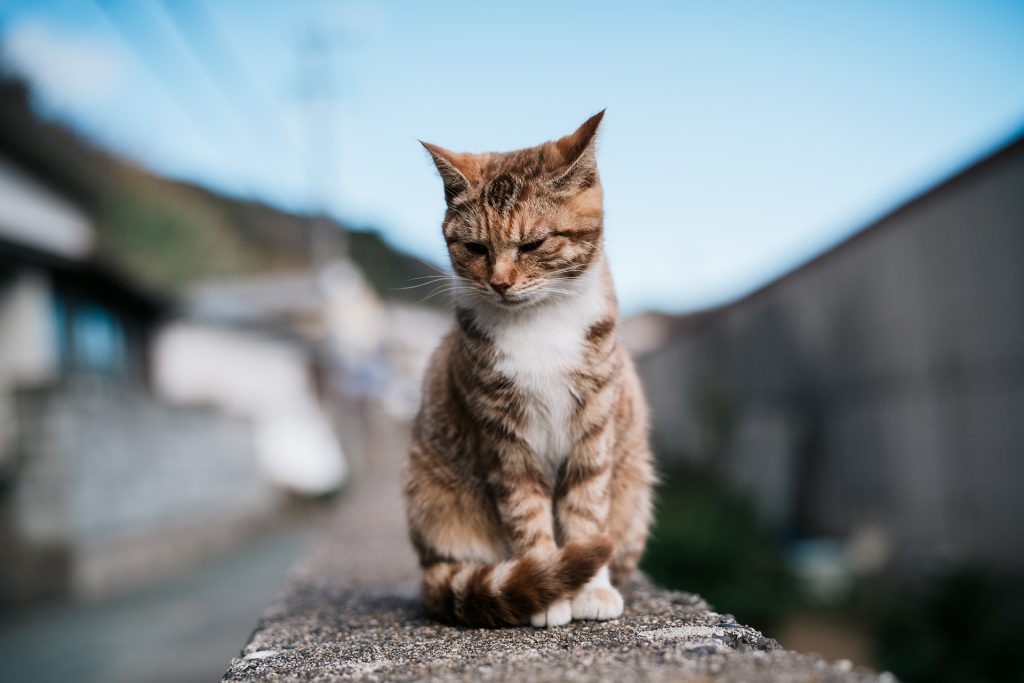 القطط المصابة بالخرف تعاني مما يعاني منه البشر