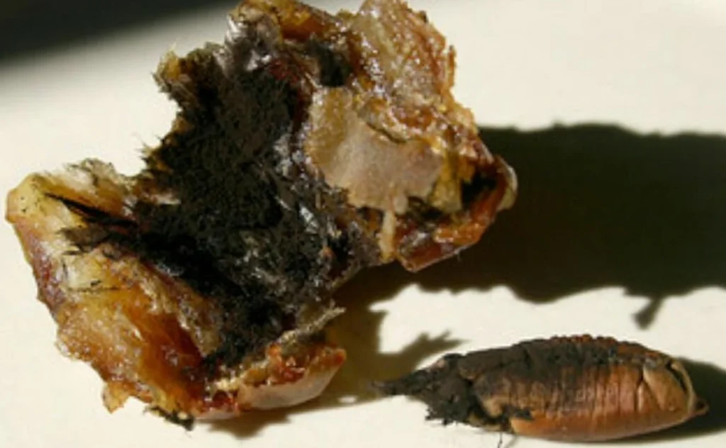 «الإرشاد الزراعي» تحذر من تناول التمر المصاب بالعفن الأسود