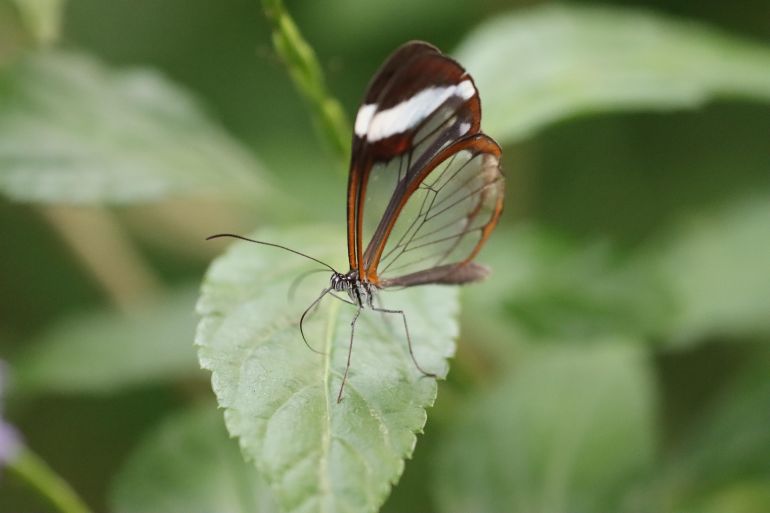 أحد أكثر الجوانب إثارة في الدراسة هو اكتشاف تباين كبير في عدد الكروموسومات بين الأنواع المختلفة (بيكسابي)
