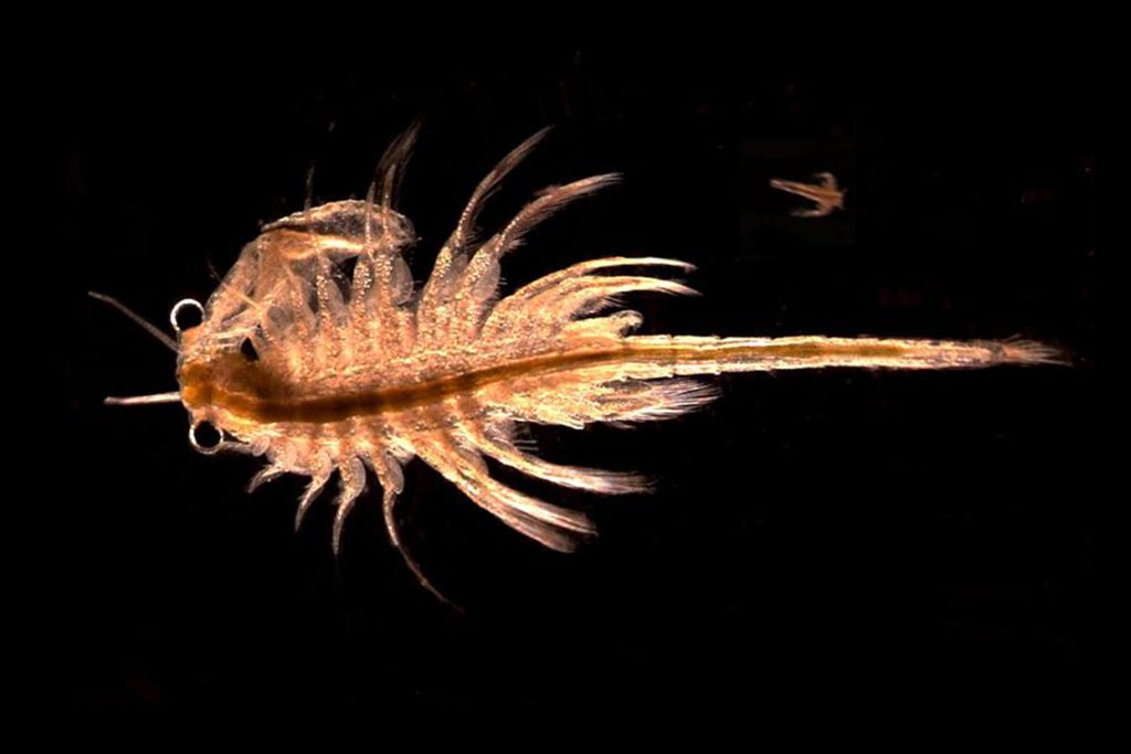 “الروبيان الملحي”.. كائن أرضي يمكن أن يعيش على المريخ دون مشكلة! | علوم