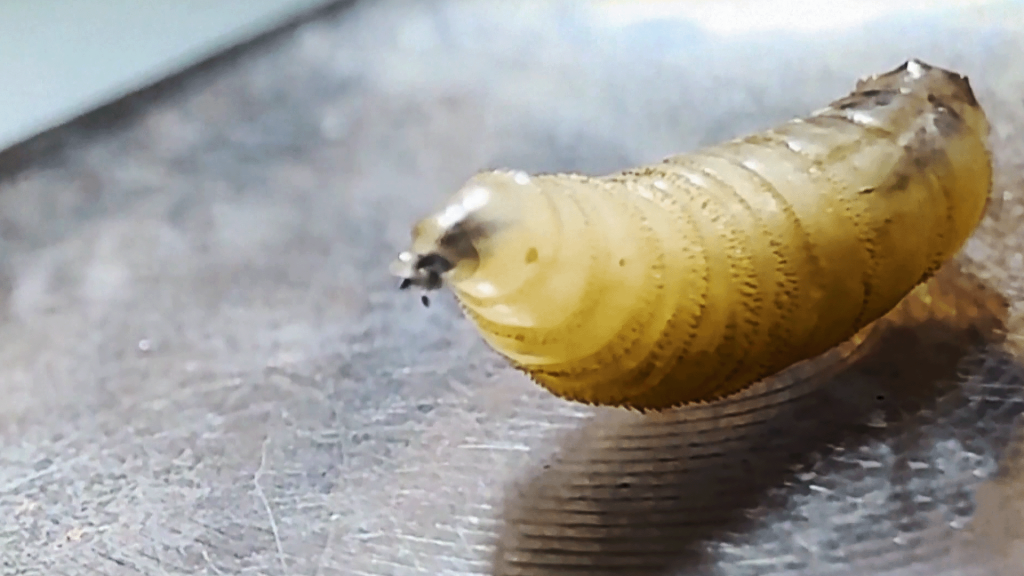 أول إصابة بشرية بأميركا ومغردون: انتهينا من كورونا فجاءتنا دودة تأكل اللحوم