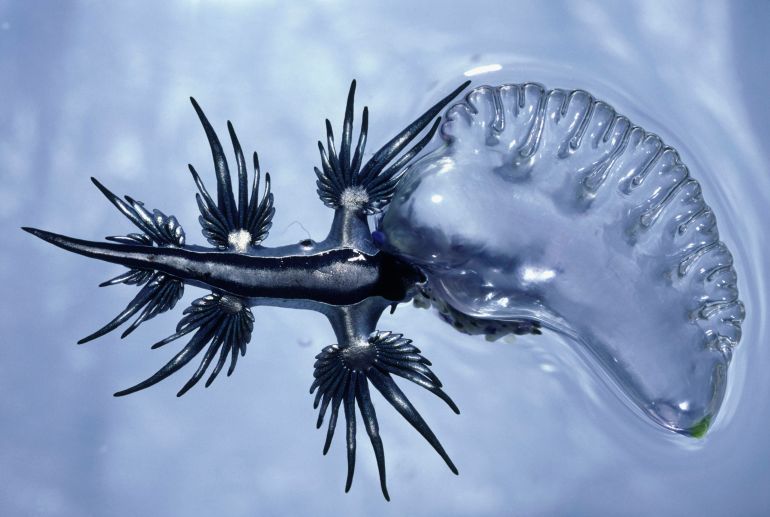 An oceanic sea slug, Glaucus atlanticus, feeding on a blue bottle jellyfish, Physalia physalia . Horizontal.