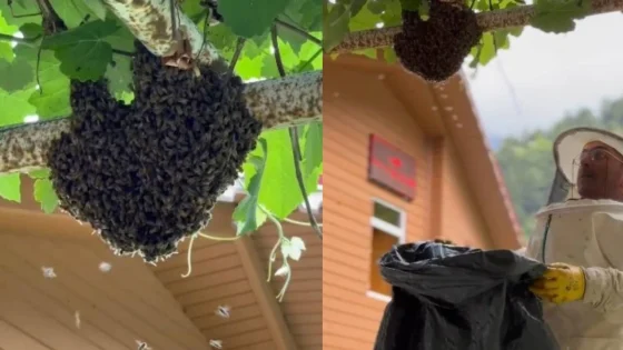 لحظات استثنائية في طرابزون: النحل يغزو مدخل منزل وأم تحمي أطفالها بأغطية القدور (فيديو)