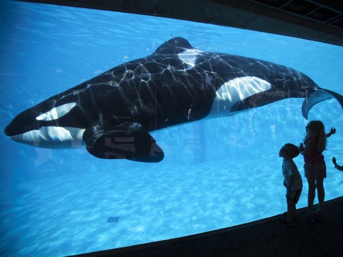 Young children get a close-up view of an Orca killer whale during a visit to the animal theme park SeaWorld in San Diego, California March 19, 2014 REUTERS/Mike Blake/File Photo