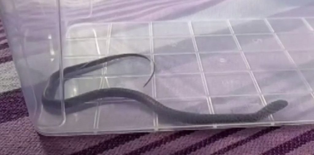 عاشت العائلة لحظات من الذعر.. أفعى داخل غرفة أطفال في دياربكر التركية(فيديو)