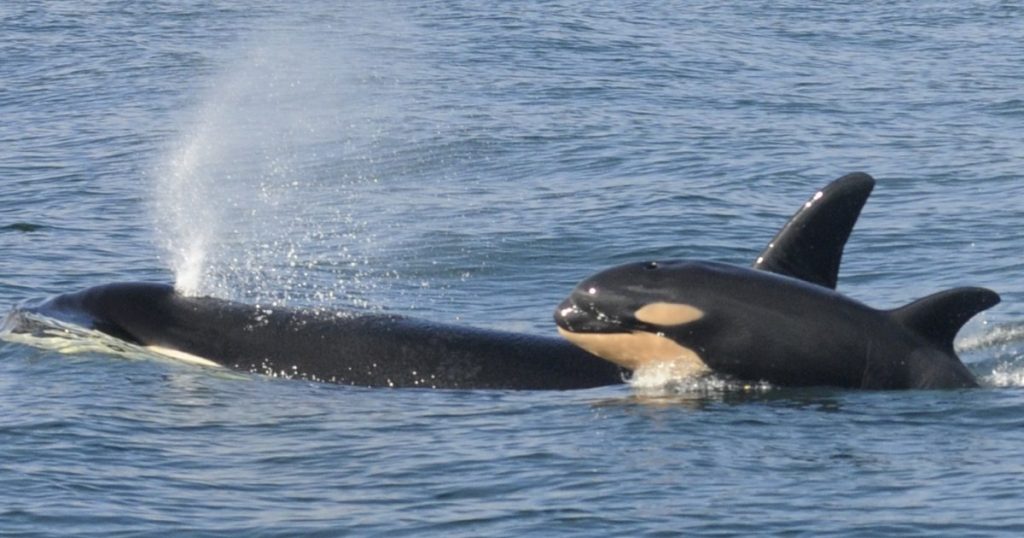 مواد كيميائية أبدية بدهون الحيتان في مفاجئة علمية توسع دائرة القلق