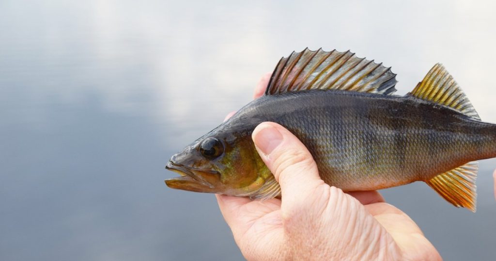 ثالث أكثر الأطعمة صحة في العالم.. تعرف على فوائد سمكة فرخ المحيط وطرق إعدادها