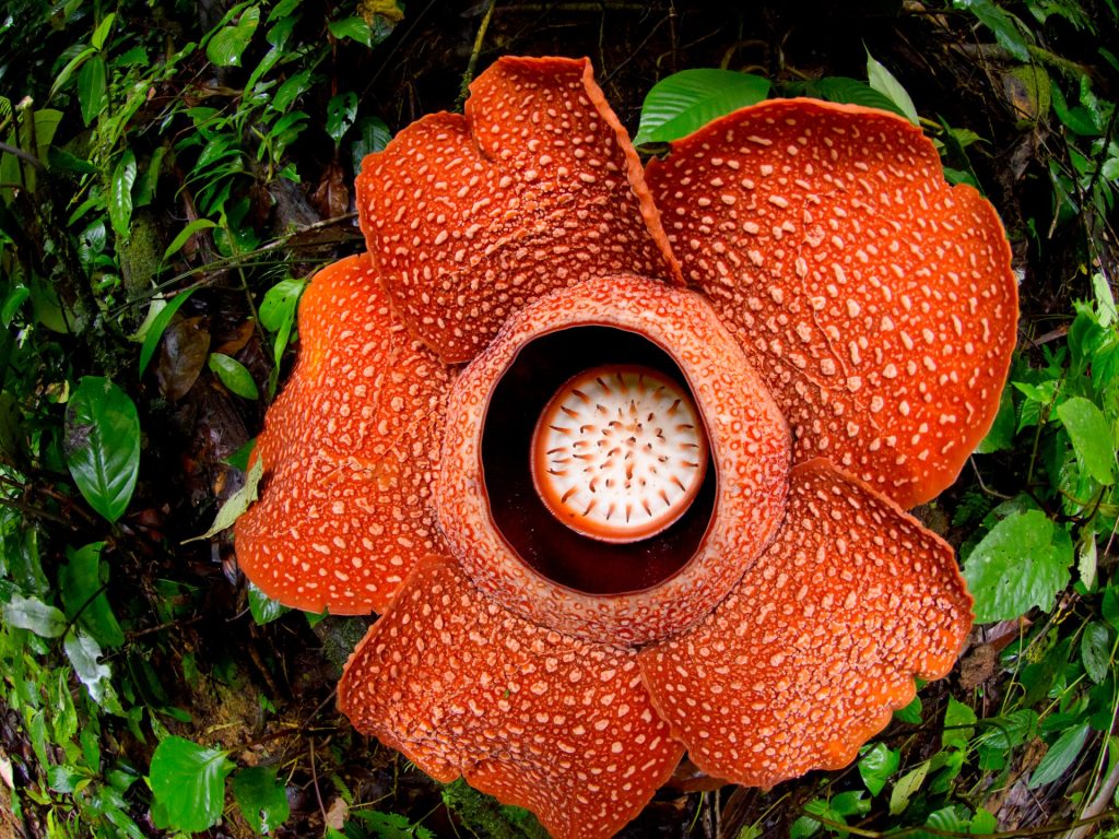 زهرة الجثة.. الأكبر في العالم وتفوح منها رائحة الموت