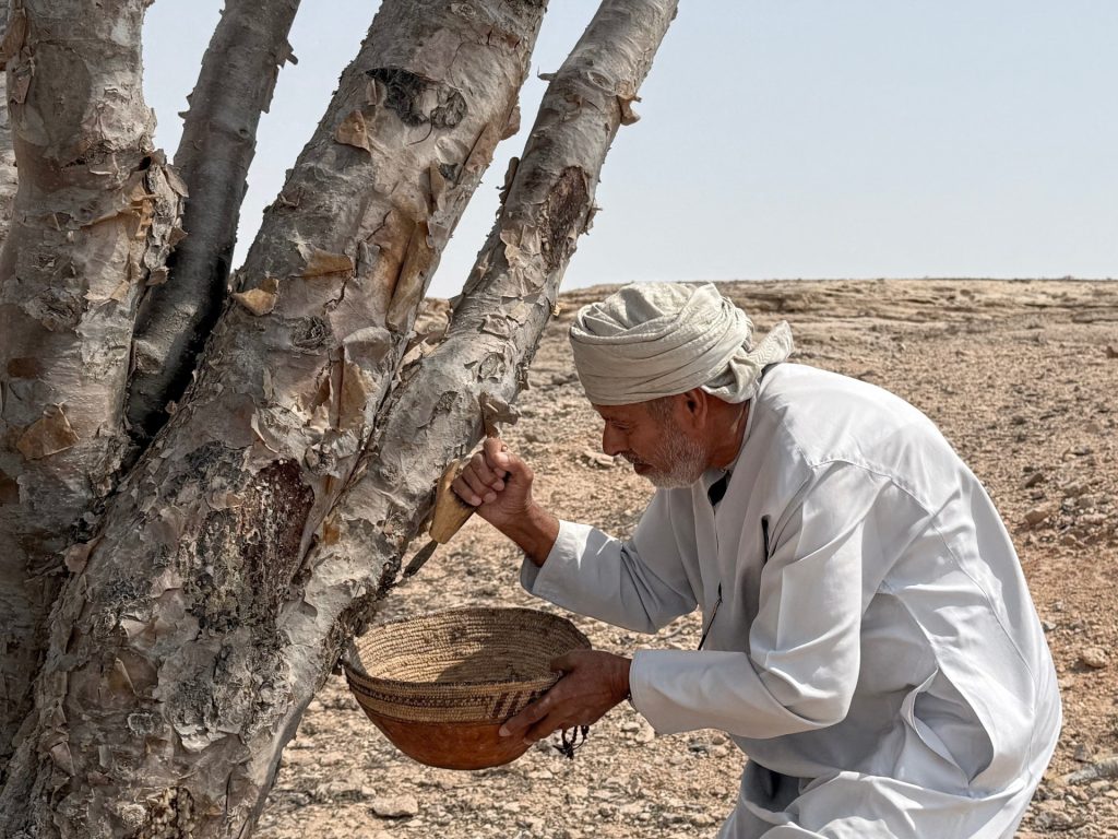 ذهب ظفار الأبيض.. حكاية اللبان من كنوز القوافل القديمة إلى عطور العالم الفاخرة