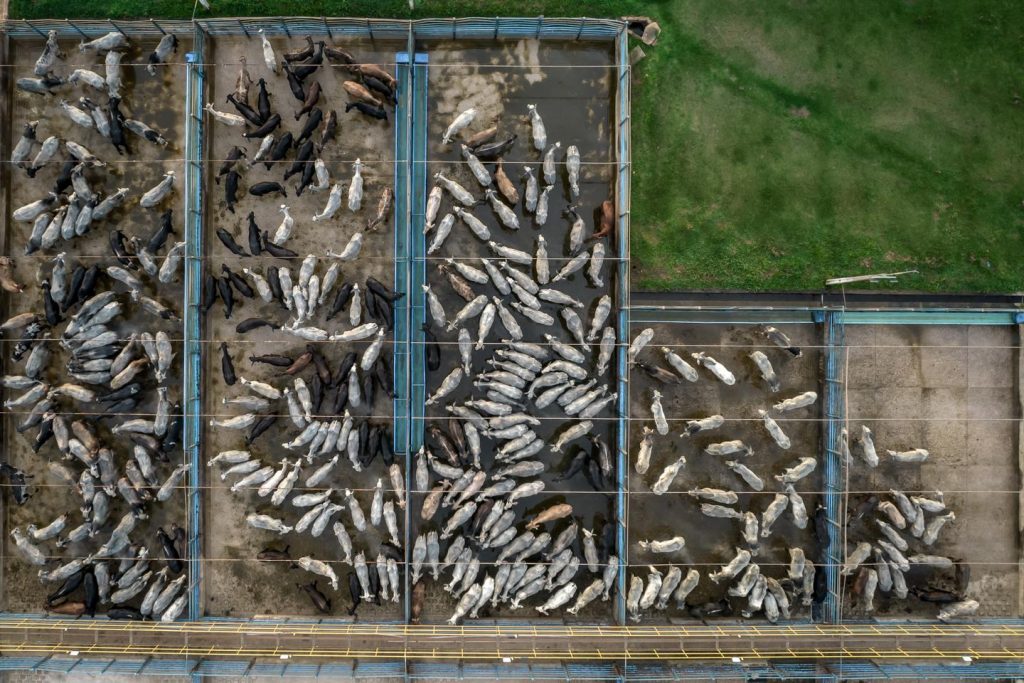 كان من الممكن أن يمارس عملاق لحوم “Whitewood” عالياً على الأراضي المنقولة ، وفقًا لـ Greenpeace