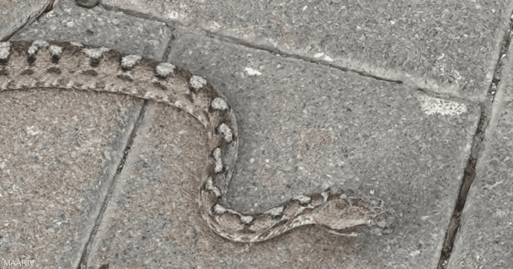 مدينة إسرائيلية تعيش “فيلم رعب”.. بسبب الثعابين