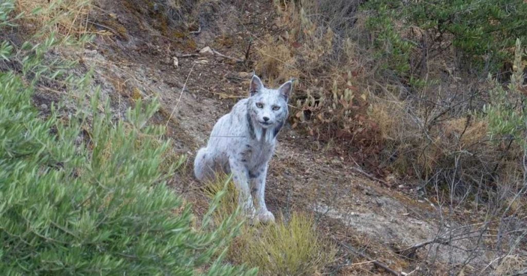ظهور نادر للغاية لـ”الشبح الأبيض”.. والباحثون يطرحون تساؤلات