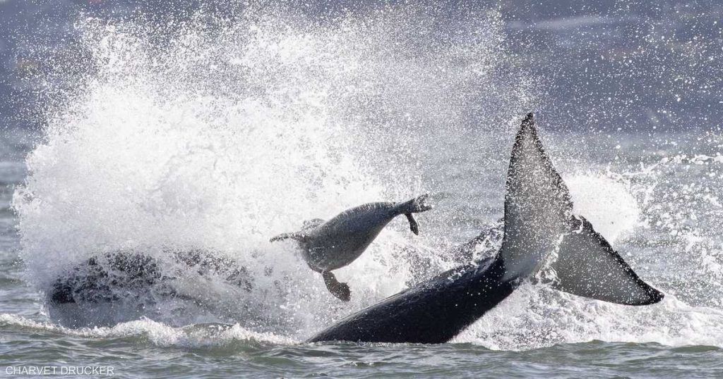 فيديو لمطاردة مثيرة.. فقمة تستعين بقارب هربا من الحيتان