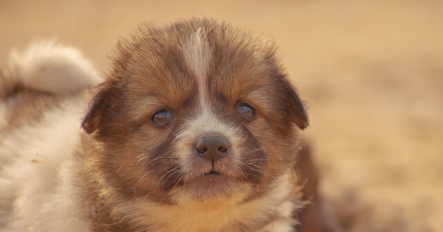 تستقيل سان فران ديم عندما تم الكشف عن ظروف مروعة في متجر للحيوانات الأليفة كانت تديره