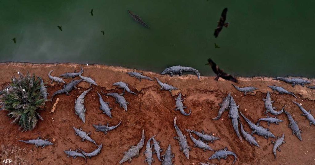 إسرائيل تكشف سبب “مجزرة التماسيح” في الضفة الغربية