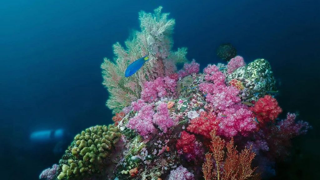 غواص إماراتي يوجّه رسالة بيئية من تحت الماء