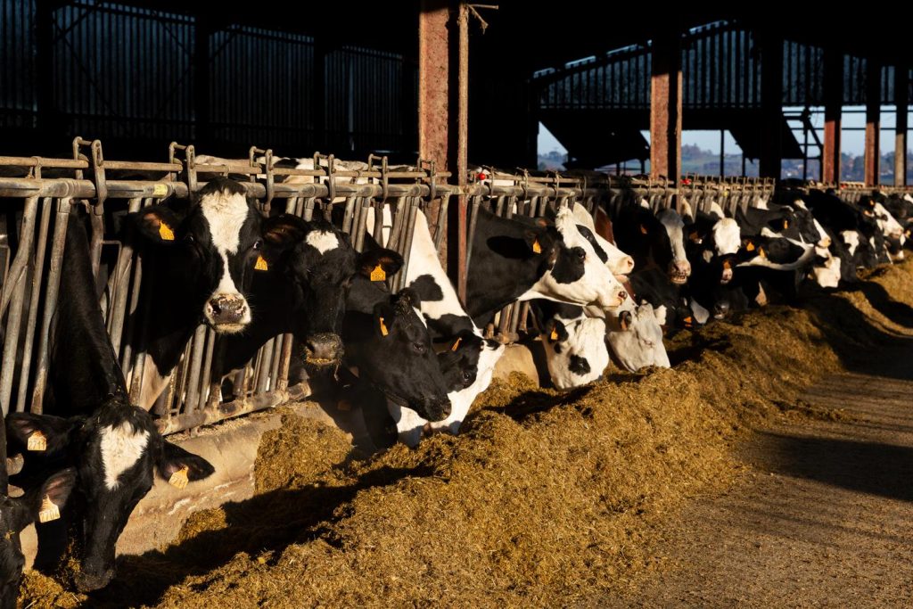 وفي إيطاليا وإسبانيا، نفس البروتوكول لوقف العدوى؛ تركز سويسرا على الوقاية