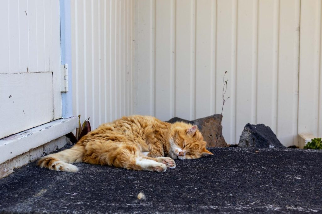 تريد نيوزيلندا التخلص من قططها الوحشية