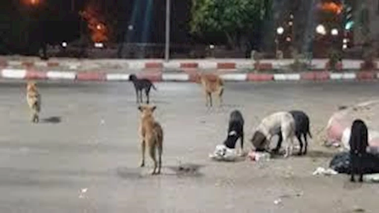 الزراعة توضح آلية التعامل مع كلاب الشوارع