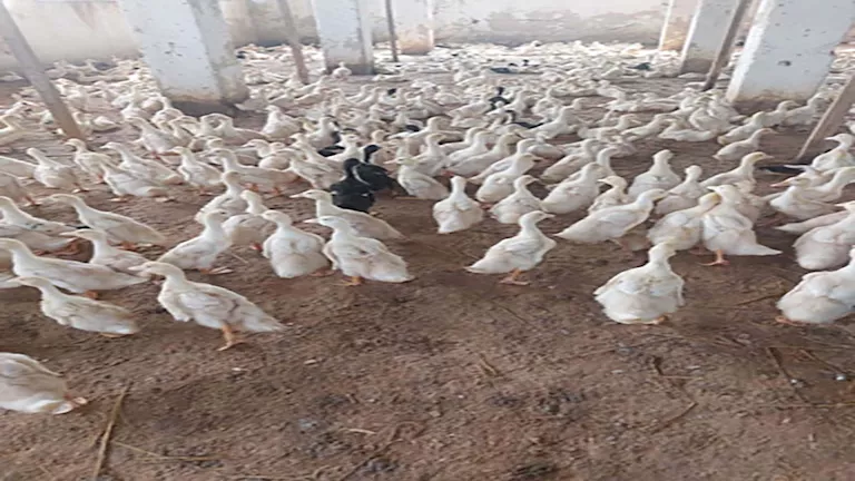 “الزراعة”: تحصين 1.35 مليون طائر خلال نوفمبر.. وتفاصيل استعدادات الشتا