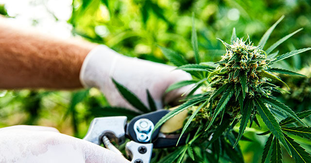 ارتفعت أسهم القنب مع قيام ترامب بدراسة إعادة جدولة الماريجوانا