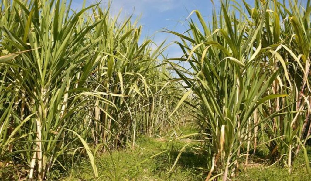 قصب السكر في نجران.. تجربة زراعية تعززّ الأمن الغذائي والاكتفاء الذّاتي