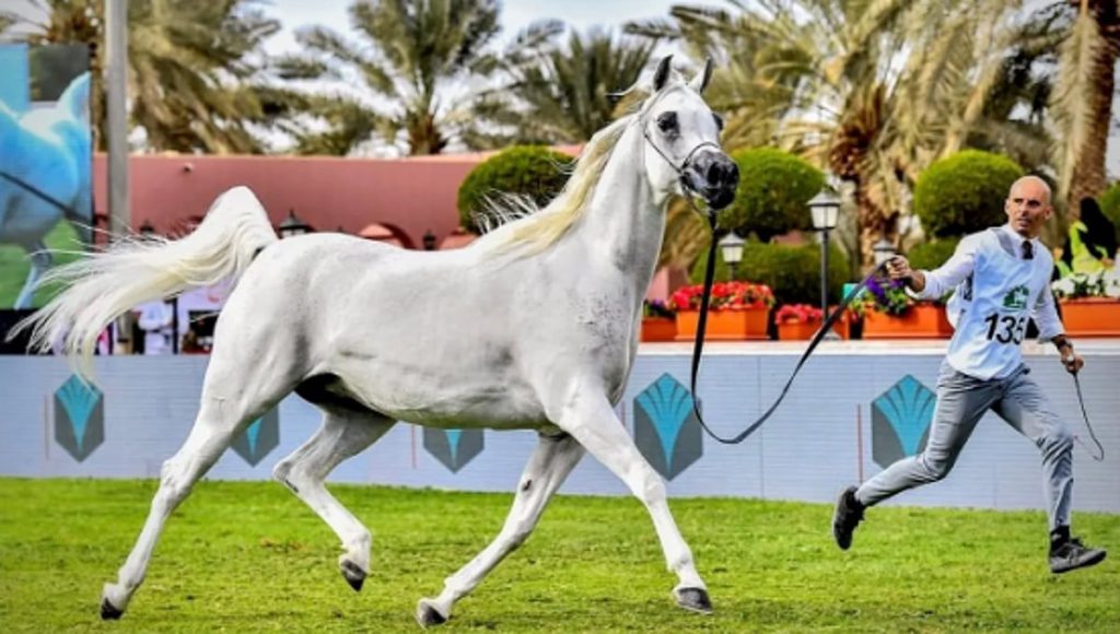 انطلاق فعاليات العرض الدولي الثامن لجمال الخيل العربية بمنافسات قوية لـ182 مهرة