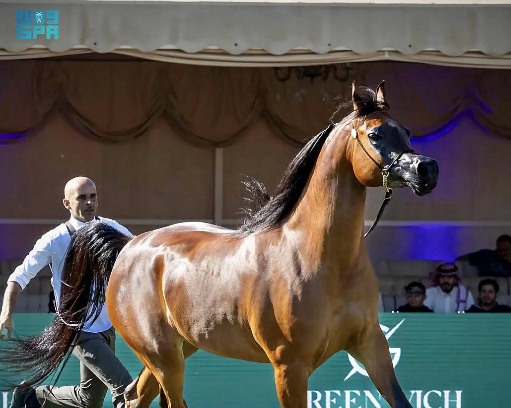 اليوم.. انطلاق العرض الدولي الثامن لجمال الخيل العربية بمشاركة 840 خيلًا برعاية خادم الحرمين