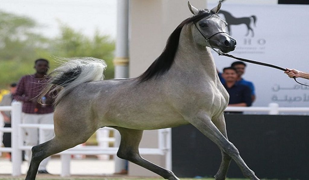 منافسات قوية في اليوم الثاني من العرض الدولي الثامن لجمال الخيل العربية