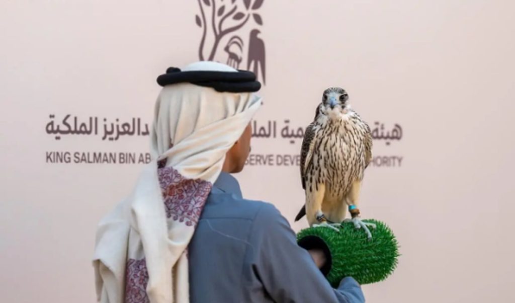 6 أشواط تأهيلية للهواة المحليين في اليوم السادس لمهرجان الملك عبدالعزيز للصقور 2025