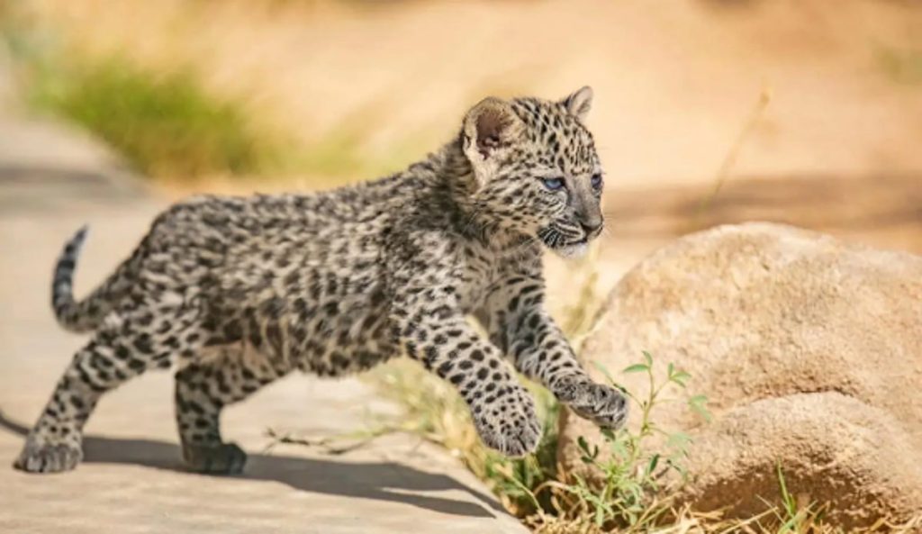 محافظة العُلا تستعرض ثراءها البيئي في اليوم الخليجي للحياة الفطرية