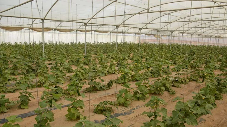 الزراعة تكشف حقيقة انتشار المبيدات والهرمونات في المنتجات الزراعية وال