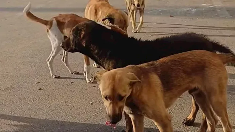 خطة “الزراعة” المتكاملة لاحتواء أزمة الكلاب الضالة -تفاصيل