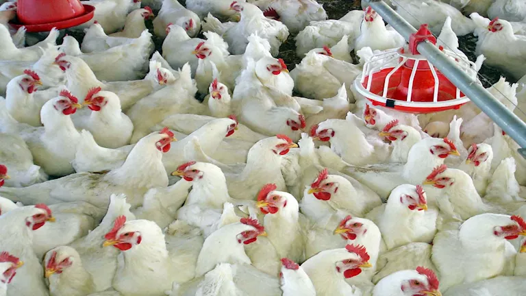 اتحاد منتجي الدواجن: 20% فائضًا في الإنتاج وتوقعات بانخفاض الأسعار في