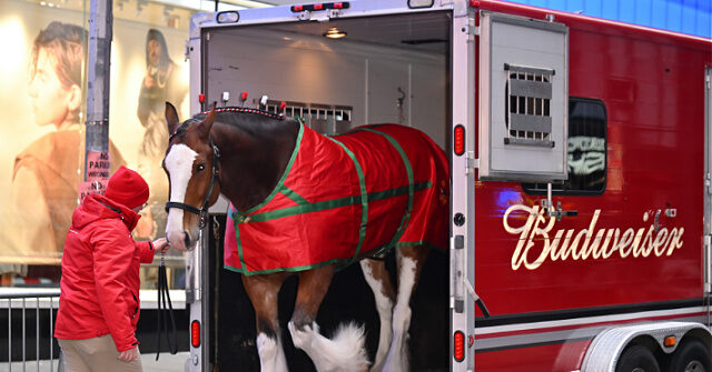 بدويايزر تصبح وطنية كاملة في إعلان Super Bowl لعام 2026