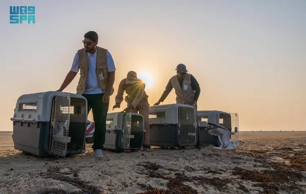 مركز الحياة الفطرية يطلق 63 طائرًا بحريًا في كورنيش جدة