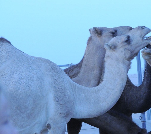 «الكوديكس» تعتمد مشروع الإمارات لإعداد أول مواصفة دولية لحليب النوق المبستر