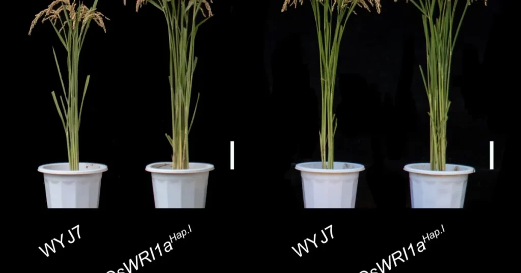 اكتشاف جين الأرز يقلل الاعتماد على الأسمدة ويرفع الإنتاج