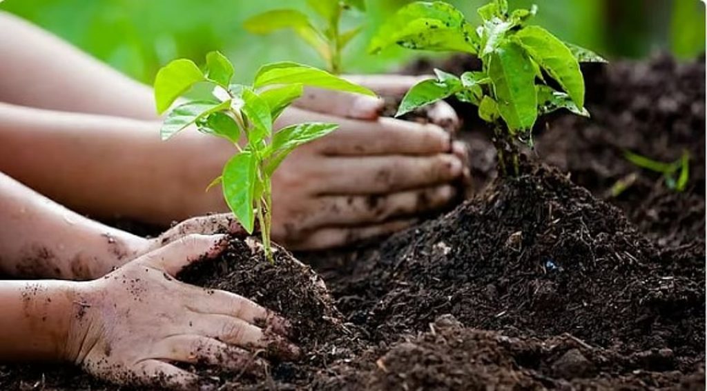 مسؤول: مشروع زراعة أكثر من مليوني شجرة في جازان يسهم في إعادة تأهيل الغطاء النباتي