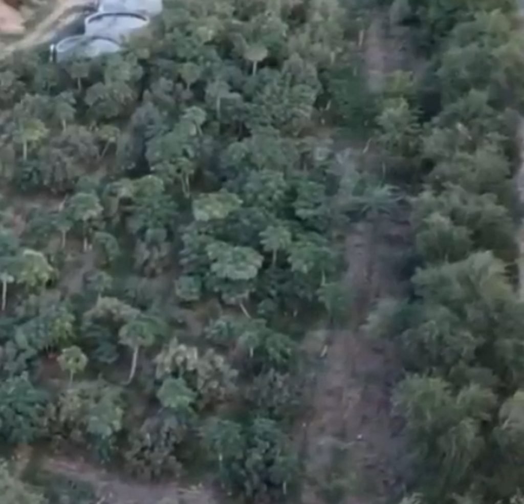 مزارع يروي تجربته بزراعة الحمضيات بجبال الفقرة في المدينة المنورة